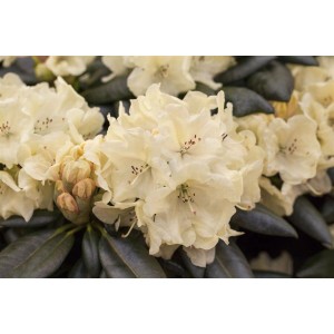 Nahaufnahme des gelben Rhododendron Hybr. Goldbukett Strauchs mit üppigen Blüten.