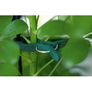 Grüne Pflanzenclips in 3 Größen (20 Stk.) fixieren eine Pflanze an einem Stab.