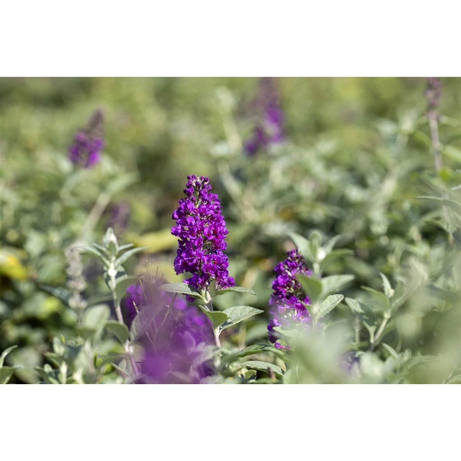 Buddleja Blue Chip Schmetterlingsstrauch 60-80 cm günstig online kaufen