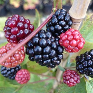 Nahaufnahme von reifen und unreifen Brombeeren der Sorte Loch Ness.