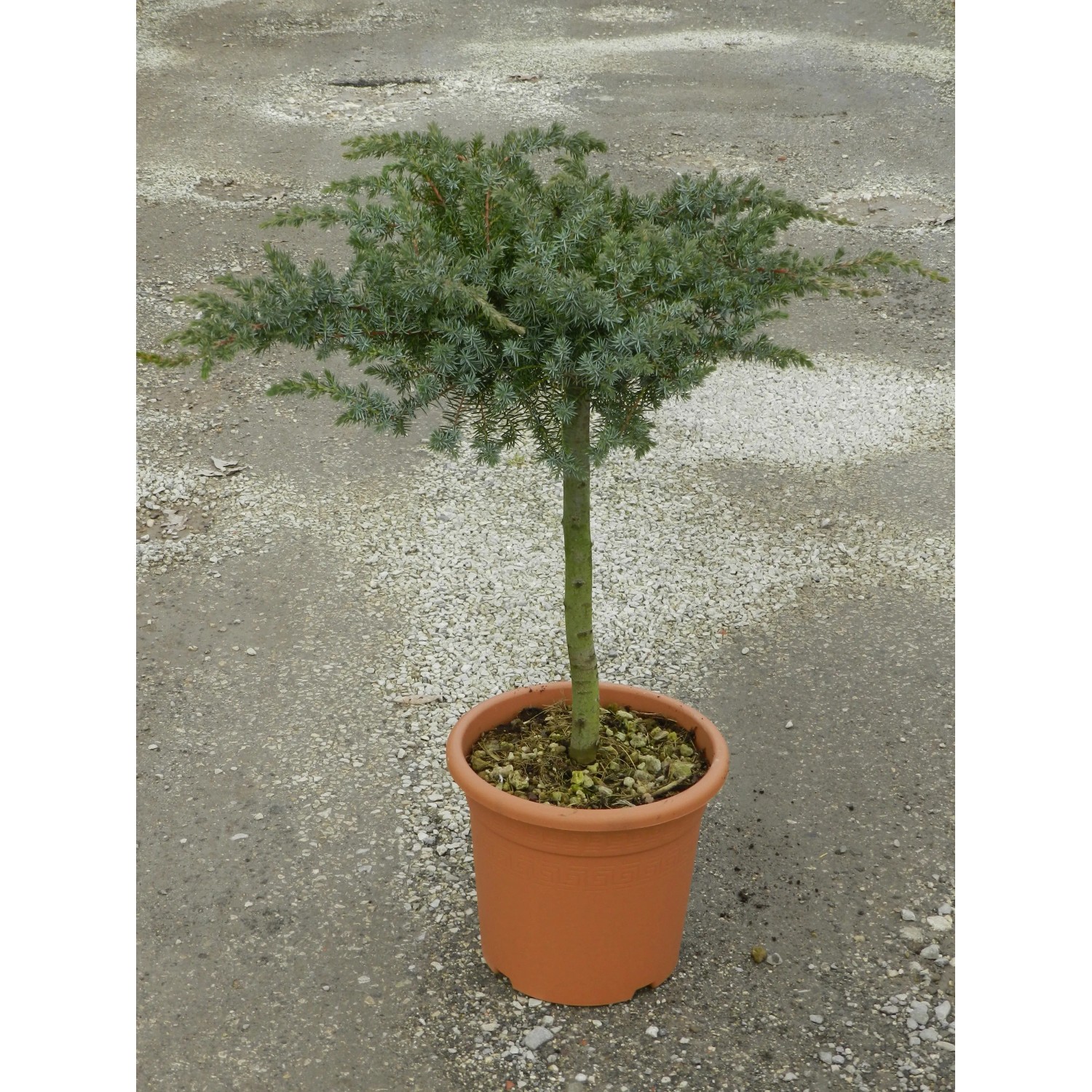 GROW by OBI Juniperus 60 cm 9 l winterhart Balkonpflanze pflegeleicht  kaufen bei OBI