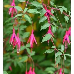Fuchsie Riccartoni (Fuchsia magellanica) mit pink-violetten Blüten und grünen Blättern.