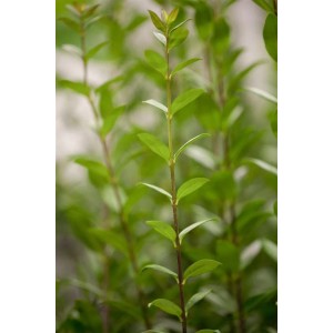 Detailaufnahme: Liguster Kugel (140-160cm) mit grünen Blättern. Ideal als Strauch oder Hecke im Garten.