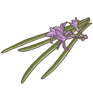 Blu Bio-Knobi-Gras (Talbaghia) mit lila Blüten und grünen Blättern im Topf.