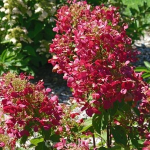 Rispenhortensie Magical Vesuvio mit purpurroten Blütenständen im Garten.