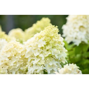 Nahaufnahme der cremeweißen Blüten der Rispenhortensie Skyfall.