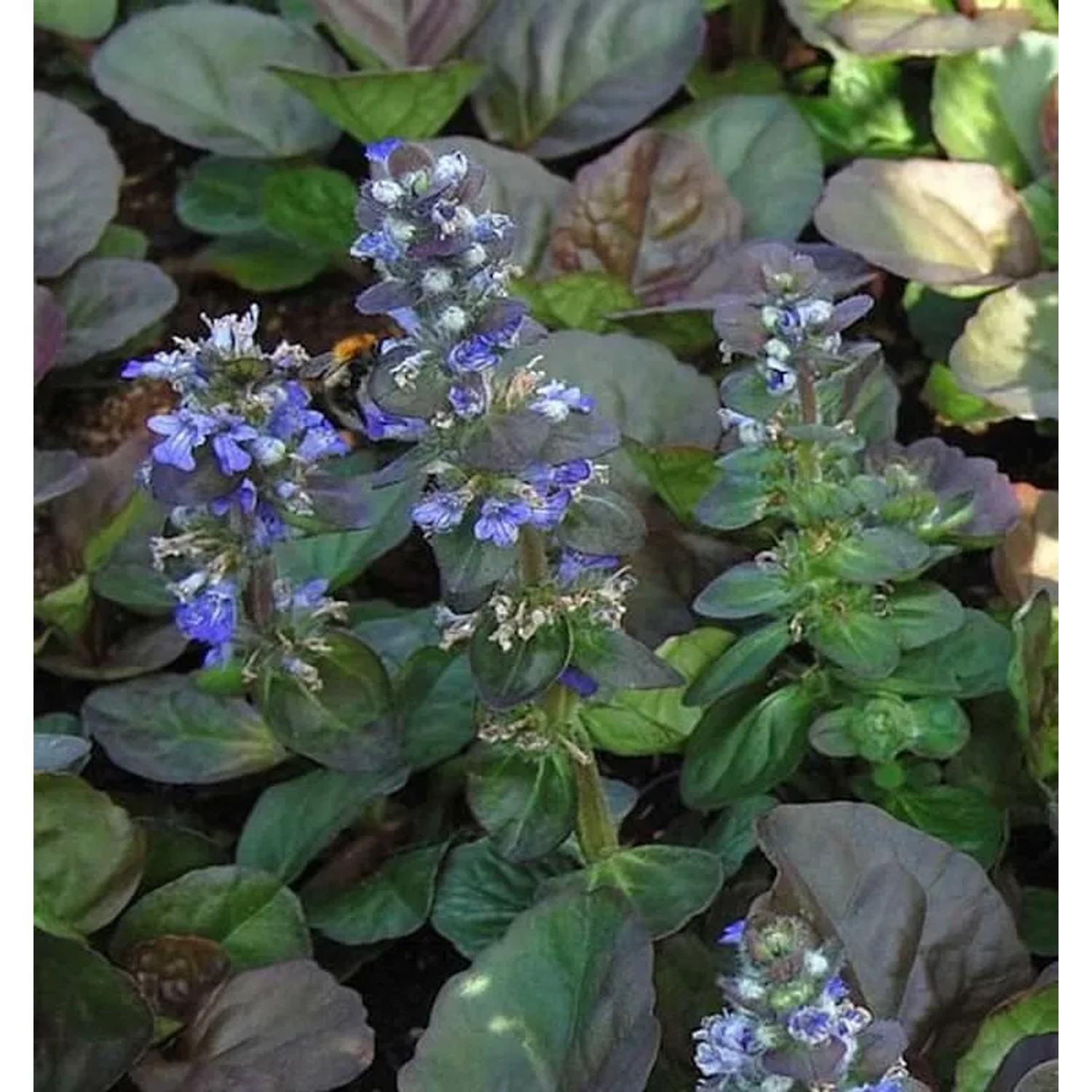 Günsel Catlin Gigant - Ajuga reptans