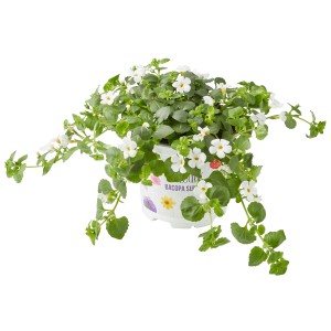 Wasserhyazinthe 'Bacopa Sutera' im Topf, Farbmix mit weißen Blüten und grünen Blättern.