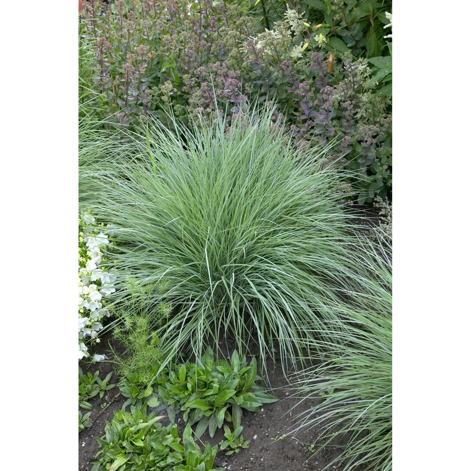 Schizachyrium Scoparium Prairie Blues Blaugras Ca. 9x9 cm Topf günstig online kaufen