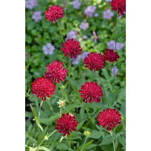 Purpurrote Mazedonische Witwenblume 'Mars Midget' im 9x9 cm Topf. Kompakte Staude mit filigranen Blüten.