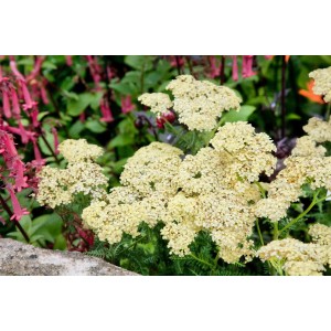 Goldgelbe Achillea 'Hella Glashoff' (Schafgarbe) im 9x9 cm Topf.