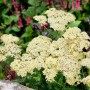 Goldgelbe Achillea 'Hella Glashoff' (Schafgarbe) im 9x9 cm Topf.