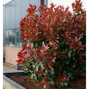 Glanzmispel 'Perfecta' (Photinia fraseri) mit roten und grünen Blättern im Kübel.