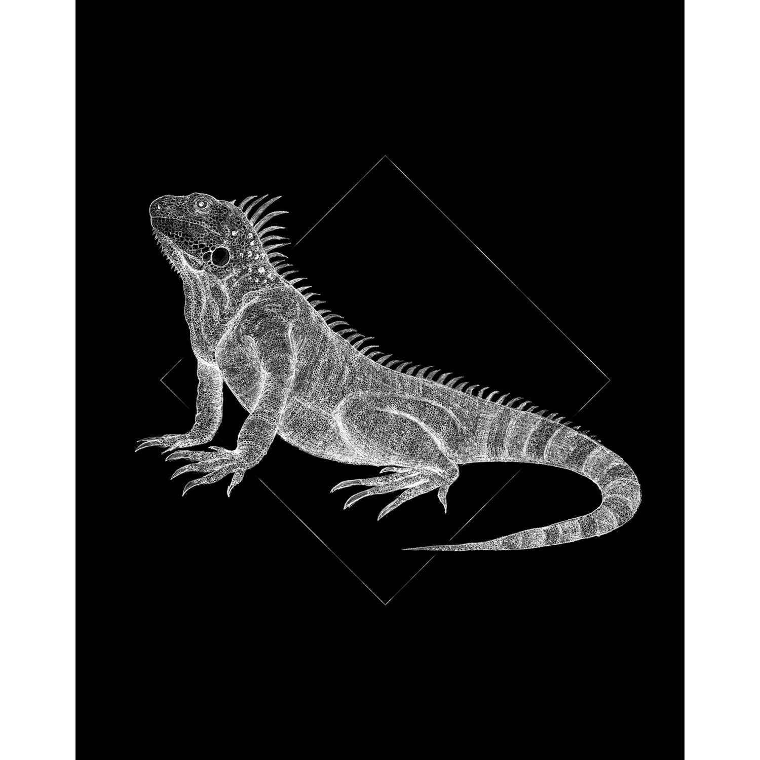 Komar Wandbild Iguana Black 40 x 50 cm