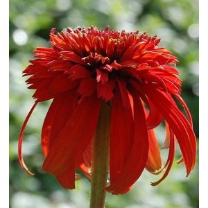 Nahaufnahme des Sonnenhut Hot Papaya (Echinacea purpurea) mit leuchtend roten Blüten.