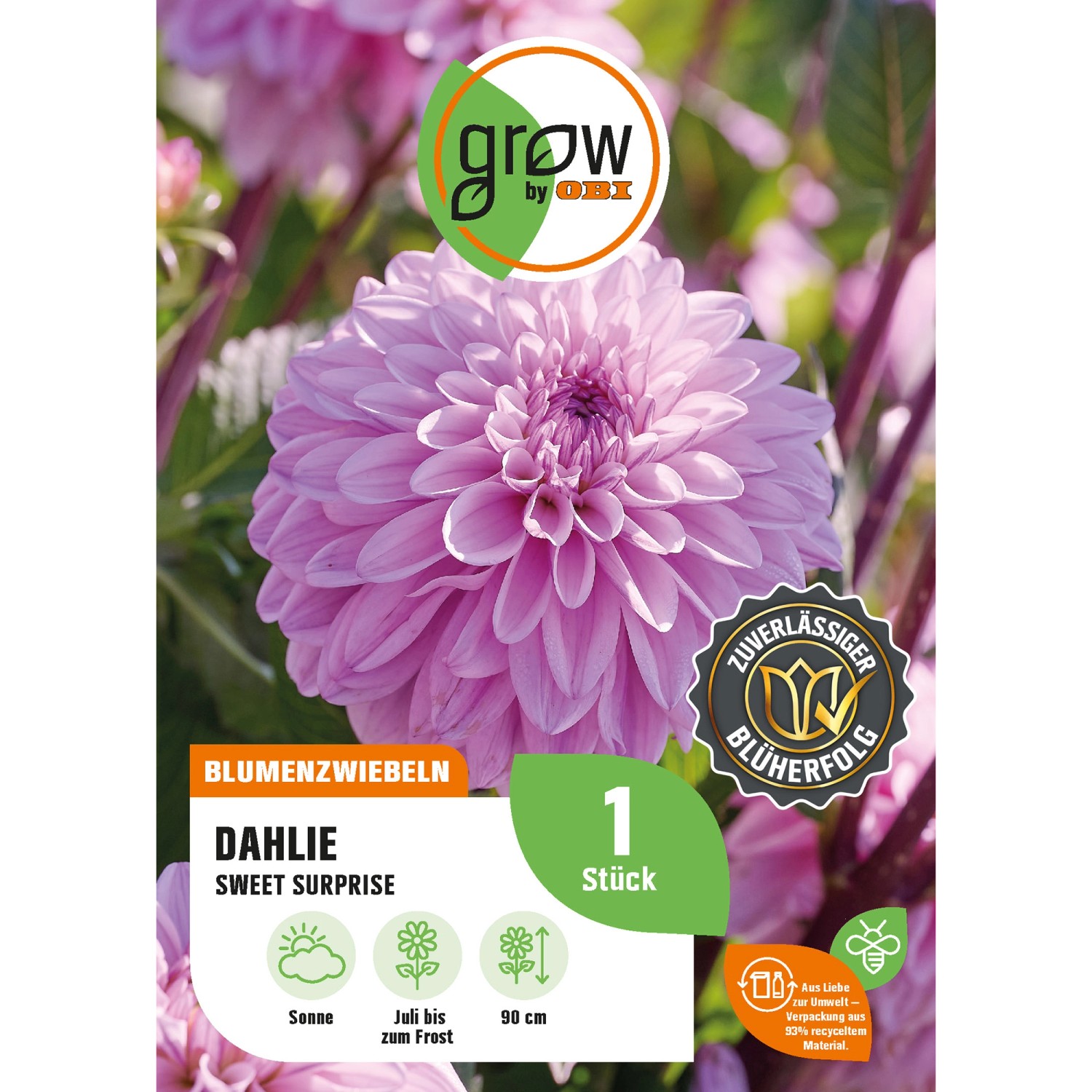 GROW by OBI Dahlie Sweet Surprise Höhe ca. 90 cm günstig online kaufen