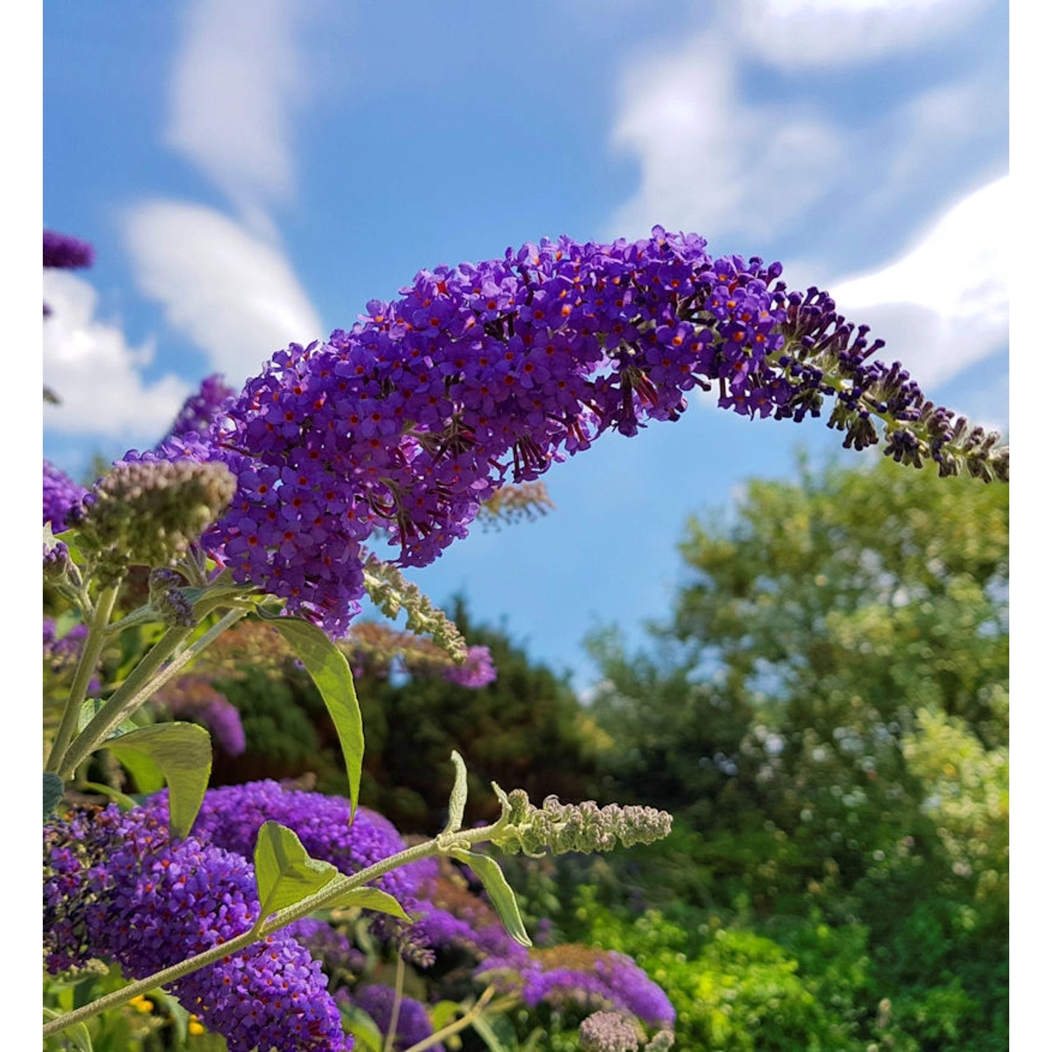 Zwerg Hänge Sommerflieder Little Purple 25-30cm  - Buddleja günstig online kaufen