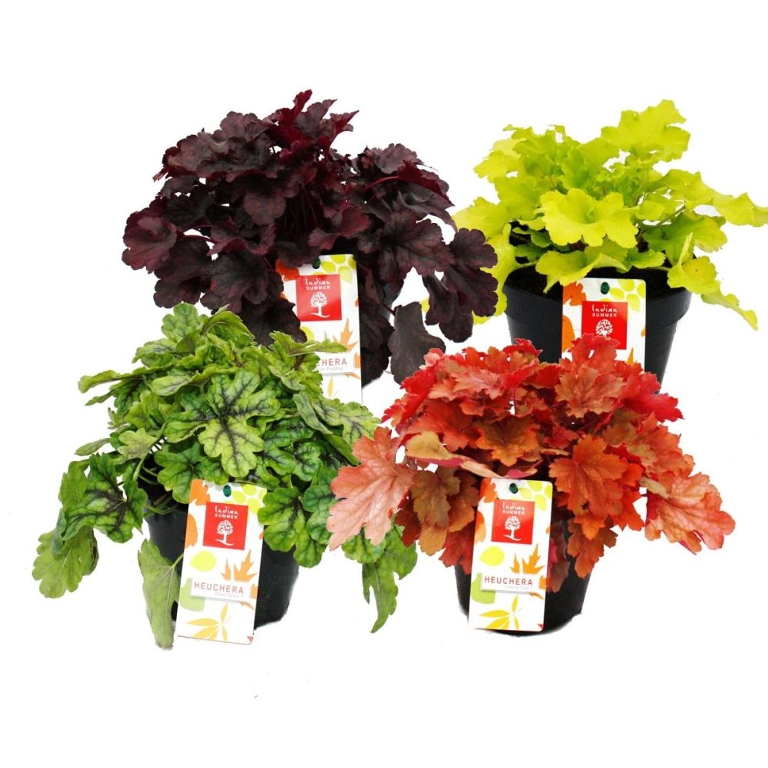 Exotenherz Winterharter Bodendecker Heuchera-Mix Indian Summer 8 große Pflanzen Purpurglöckchen