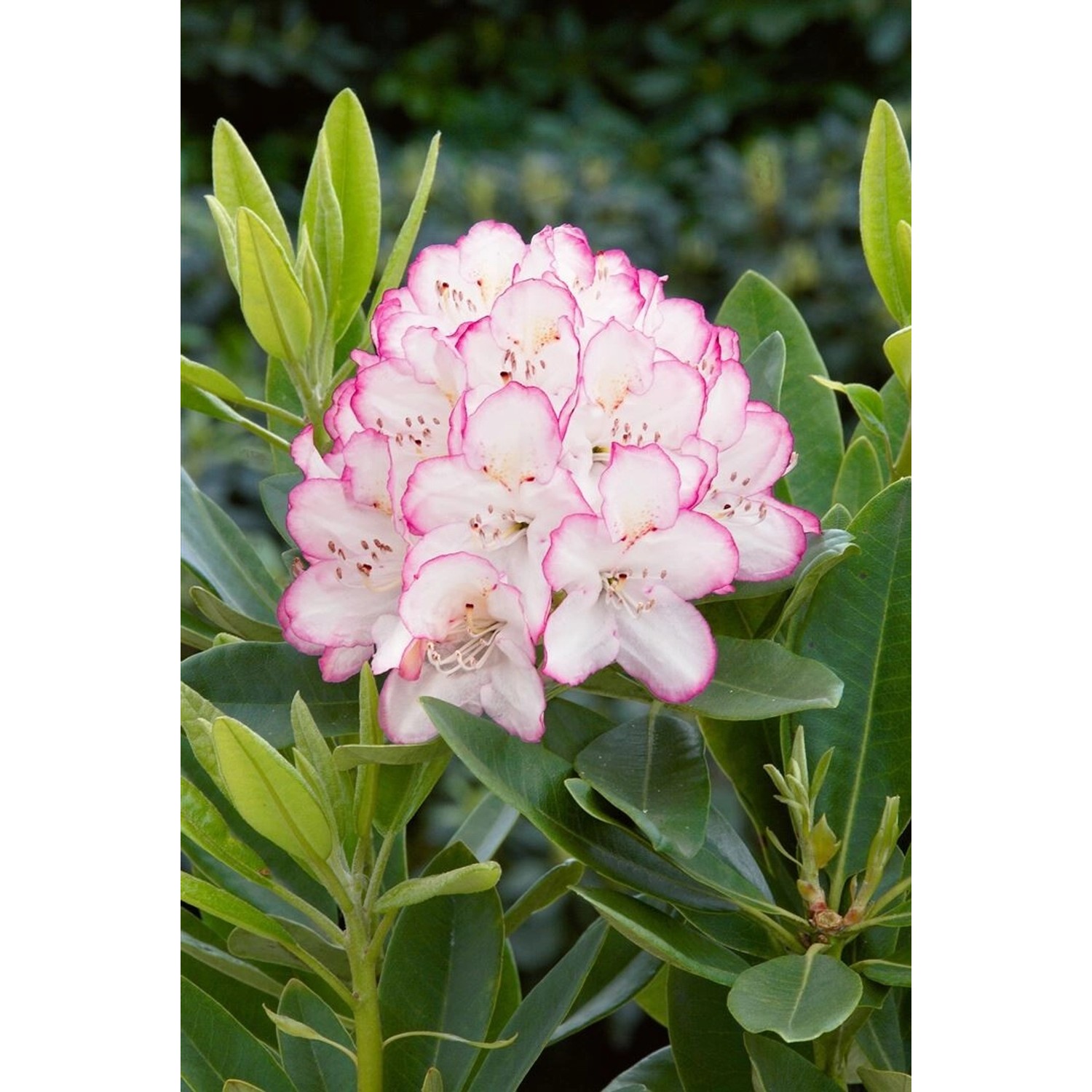 Rhododendron Hybr. Picotee Rosa-Weiß 40–50 cm günstig online kaufen