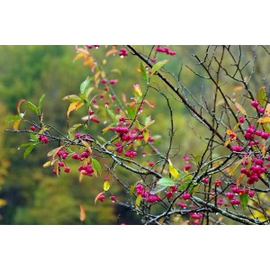 Baumfink Pfaffenhütchen Topfpflanze mit rosa Früchten und grünen Blättern.