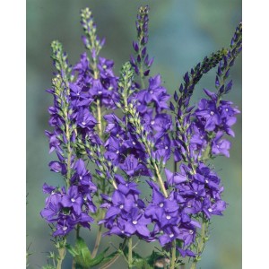 Blühender, blauer Ehrenpreis (Veronica Teucrium Shirley Blue) im 9x9 cm Topf.