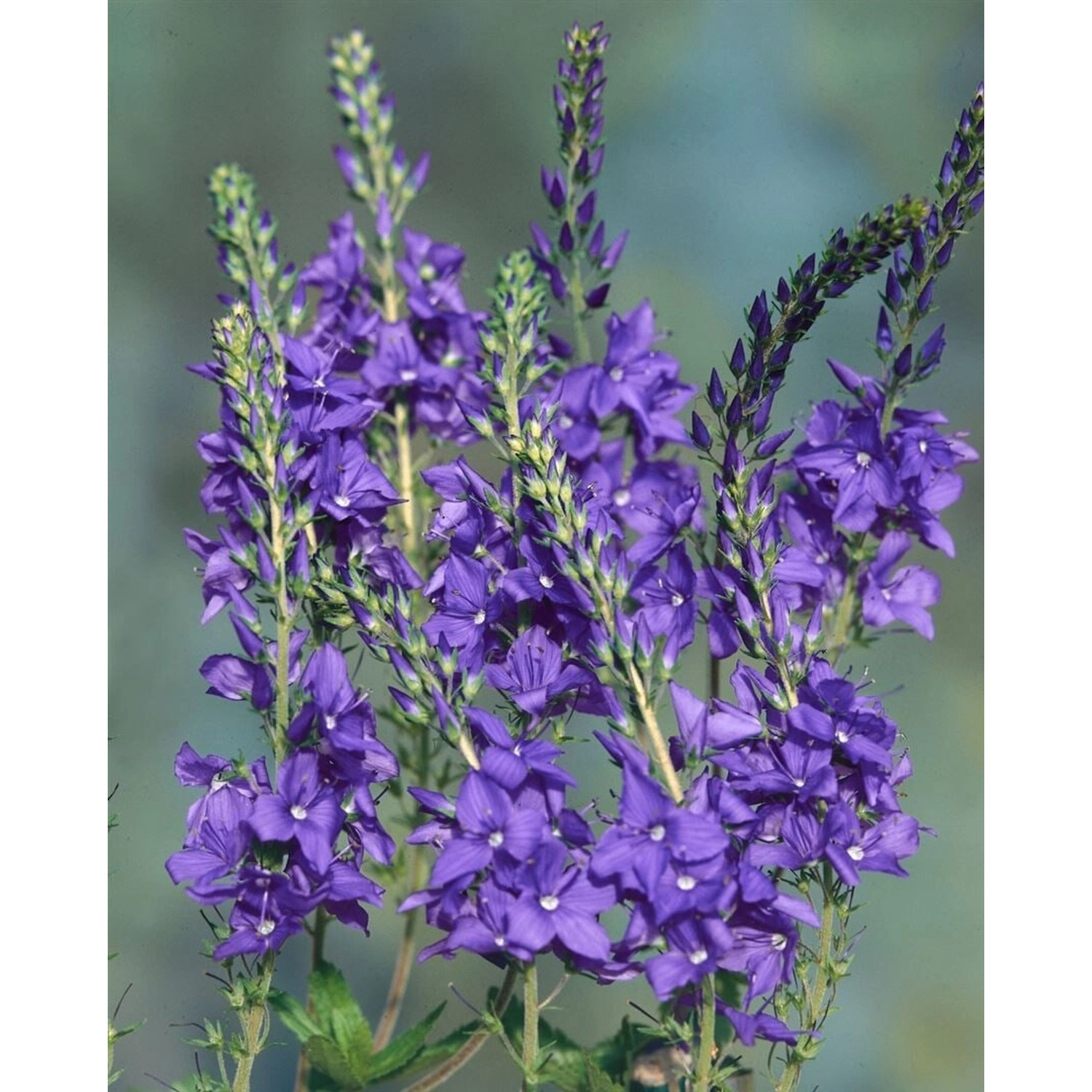 Veronica Teucrium Shirley Blue Ehrenpreis Ca. 9x9 cm Topf günstig online kaufen