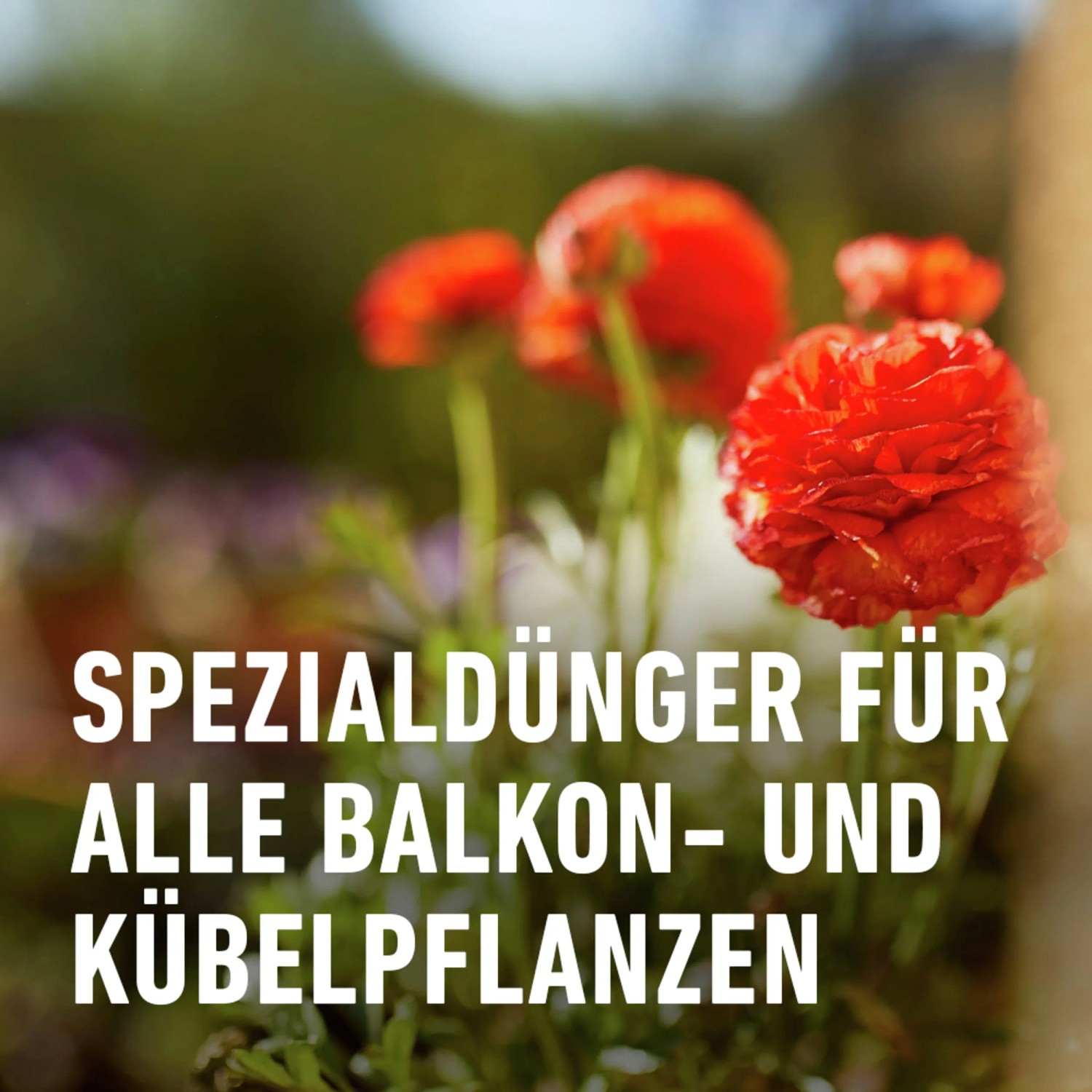 Compo Balkon- und Kübelpflanzendünger für üppige Blüten und sattes Grün.