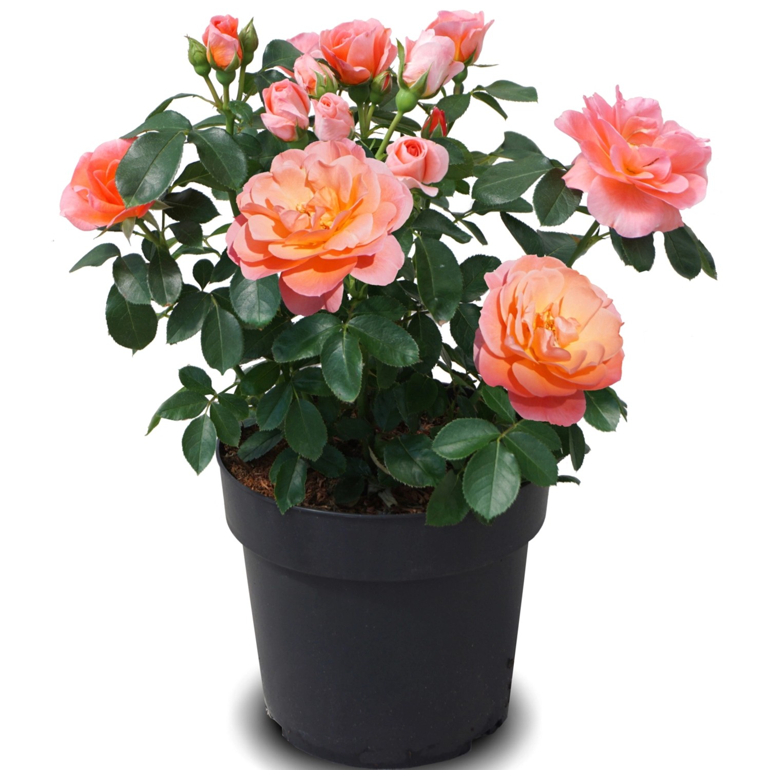 Rose Sugar Candy Höhe ca. 25-30 cm Topf ca. 3,5 l  Rose günstig online kaufen