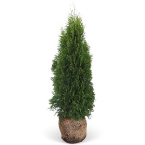 Smaragd Lebensbaum Set, 20 Stück, ca. 180-200cm hoch, im Ballen. Ideal als Heckenpflanze.