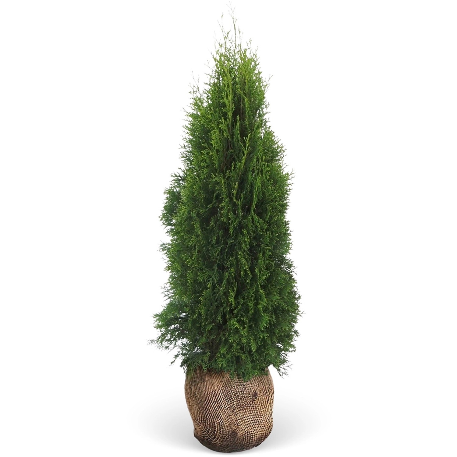 Lebensbaum Smaragd Set à 20 Stück Höhe ca. 180 - 200 cm Ballenware Thuja