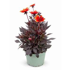 GROW by OBI Dahlie "Happy Days" Höhe 35 cm Dahlia-Hybride