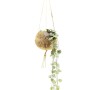 Exotenherz Ceropegia Woodii im Kokodama-Hängegefäß, ca. 15cm. Leuchterblume mit herzförmigen Blättern.