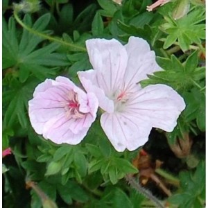 Zwei zartrosa Waldstorchschnabel Striatum Blüten vor grünem Laub.