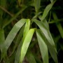 Nahaufnahme des grünen Japanischen Pfeilbambus (Pseudosasa japonica) mit langen, spitzen Blättern.