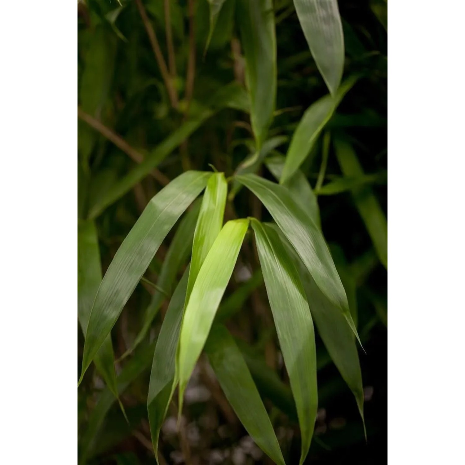 Nahaufnahme des grünen Japanischen Pfeilbambus (Pseudosasa japonica) mit langen, spitzen Blättern.
