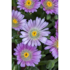 Nahaufnahme: Delosperma Congestum, Mittagsblume mit lila Blüten und gelber Mitte im Topf.