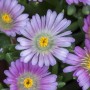 Nahaufnahme: Delosperma Congestum, Mittagsblume mit lila Blüten und gelber Mitte im Topf.