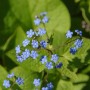 Kaukasus Vergißmeinnicht (Brunnera macrophylla) mit kleinen blauen Blüten und grünen Blättern. Robuste Staude.