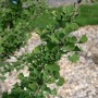 Detailaufnahme eines Zwerg Ginkgo Baldi Hochstamms mit grünen Blättern.