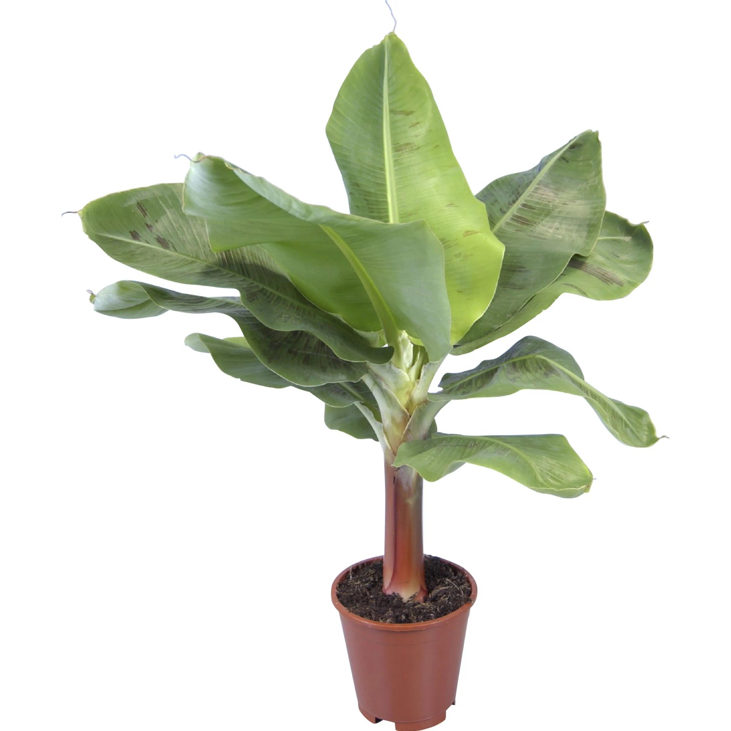 calathea lindeniana Calathea Linden “Orbifolia” main image 0