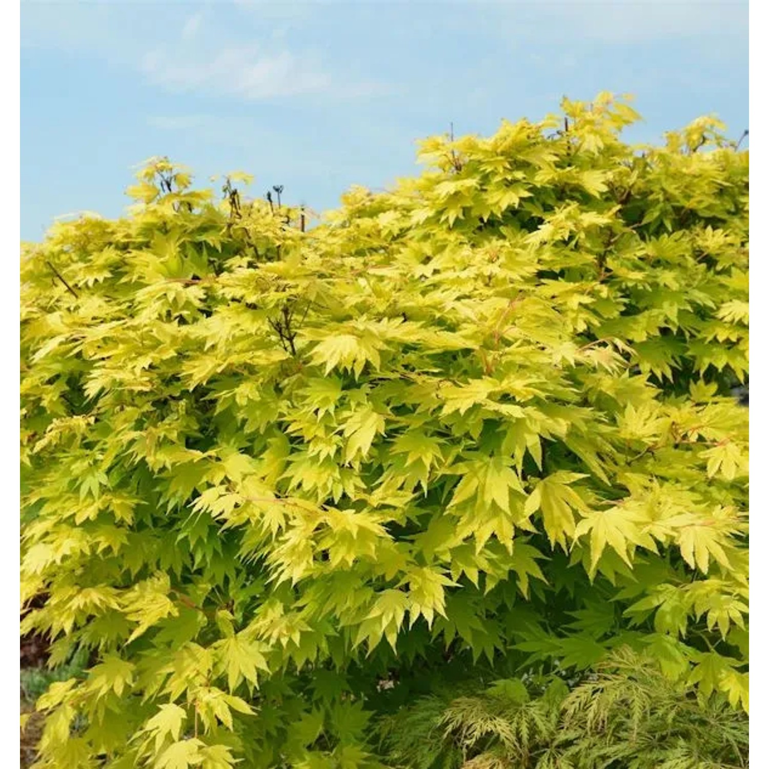 Japanischer Goldahorn Jordan 100-125cm - Acer shirasawanum Jordan