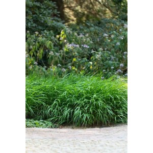 Grünes Hakonechloa 'Greenhills' Japanisches Berggras im Topf, buschiger Wuchs im Garten.