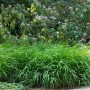 Grünes Hakonechloa 'Greenhills' Japanisches Berggras im Topf, buschiger Wuchs im Garten.