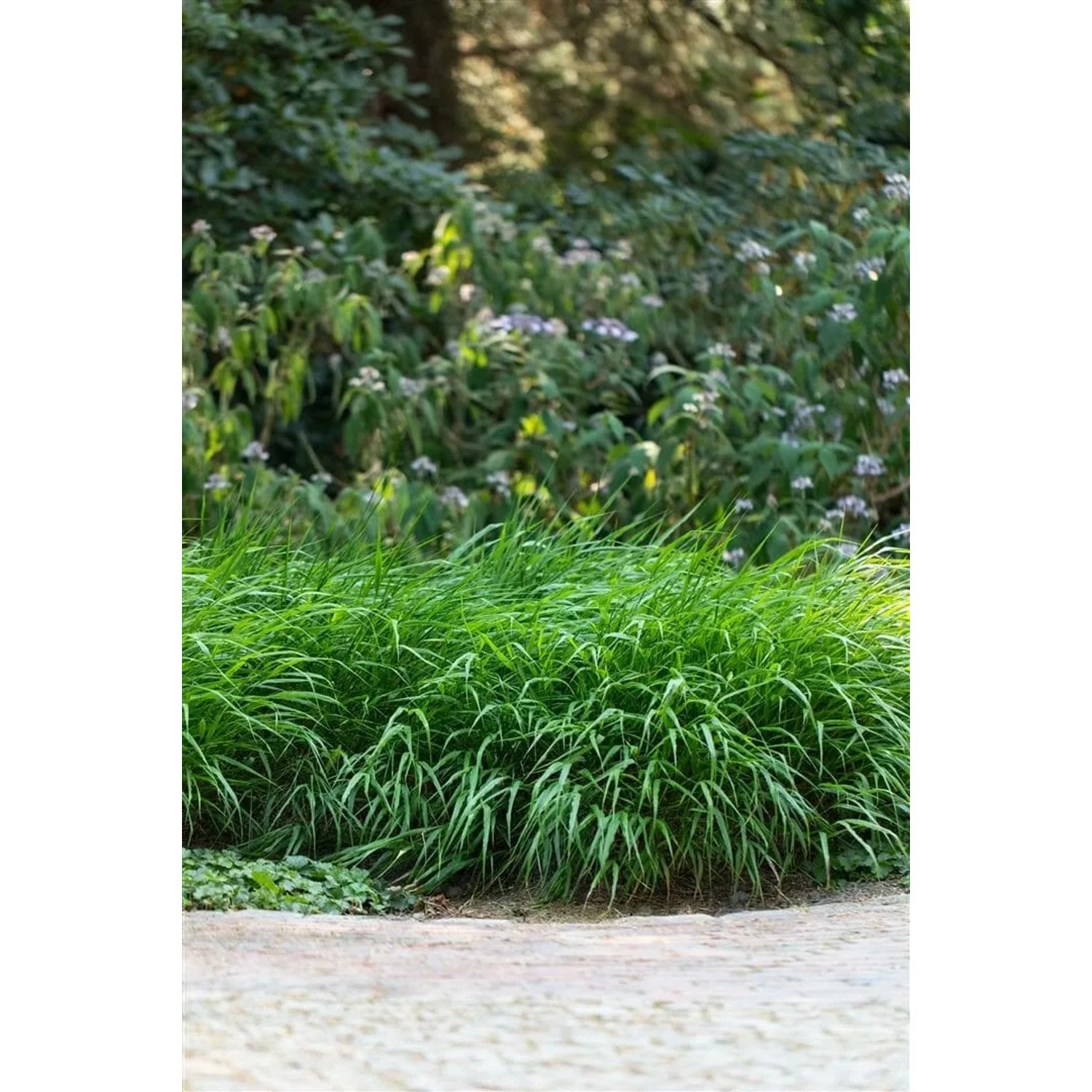 Grünes Hakonechloa 'Greenhills' Japanisches Berggras im Topf, buschiger Wuchs im Garten.
