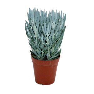 Exotenherz Senecio Aquarine im 15cm Topf, eine dekorative Rankpflanze mit graublauen Blättern.