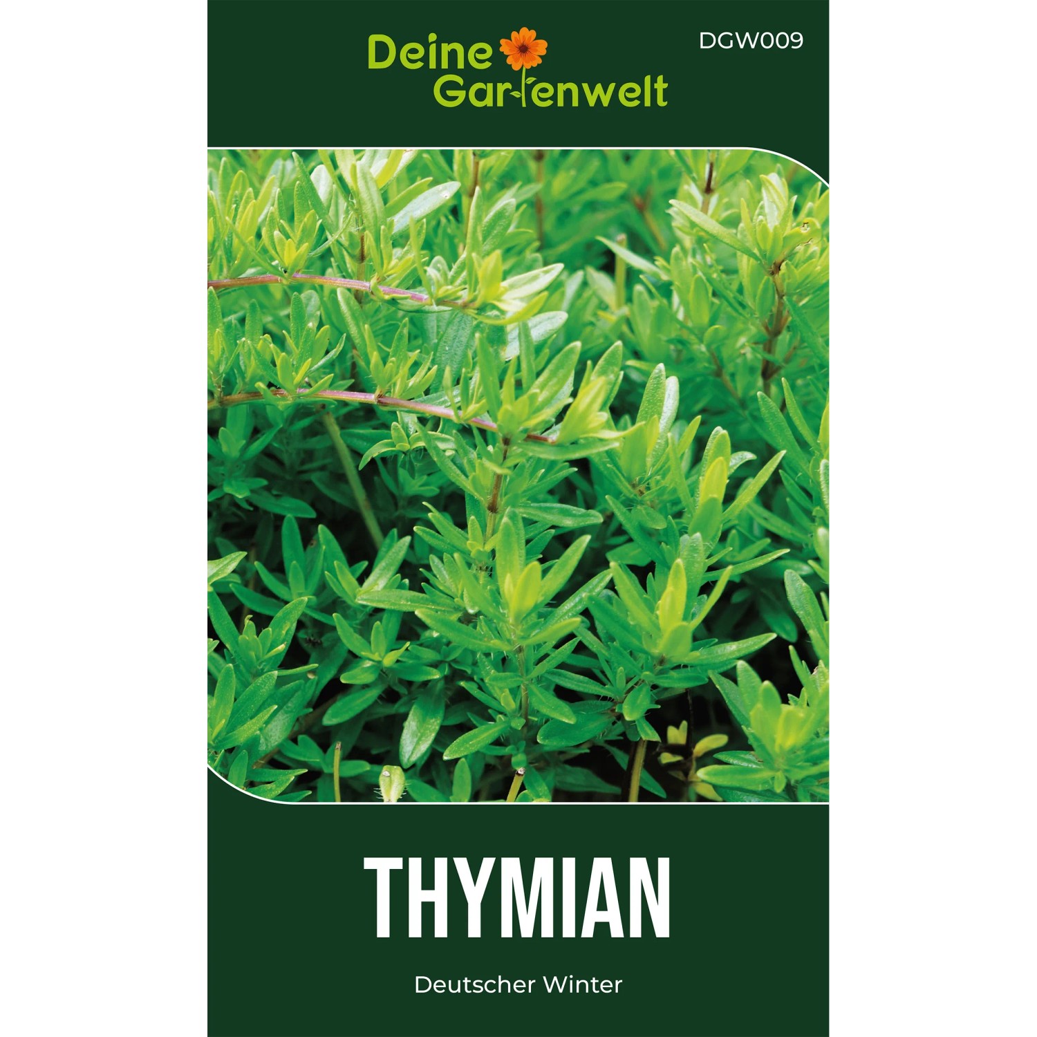 Deine Gartenwelt Thymian Deutscher Winter Samen