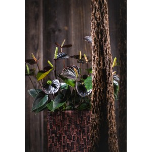 Flamingoblume "Black" im Topf: Anthurium mit dunklen Hochblättern und grünen Blättern.