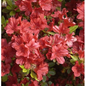 Nahaufnahme der leuchtend roten Blüten einer Japanischen Azalee (Rhododendron obtusum).