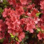 Nahaufnahme der leuchtend roten Blüten einer Japanischen Azalee (Rhododendron obtusum).