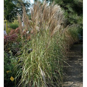 Hohes Chinaschilf 'Malepartus' im XXXL Topf, Ziergras für den Garten.